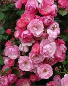 111248744_CVWFRDK-1 - imagini