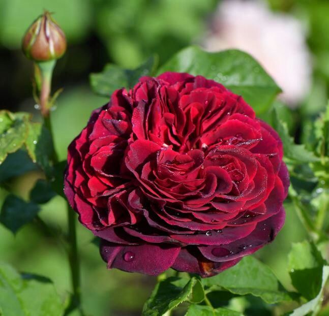 115101657_YSDBJQR-1 - imagini