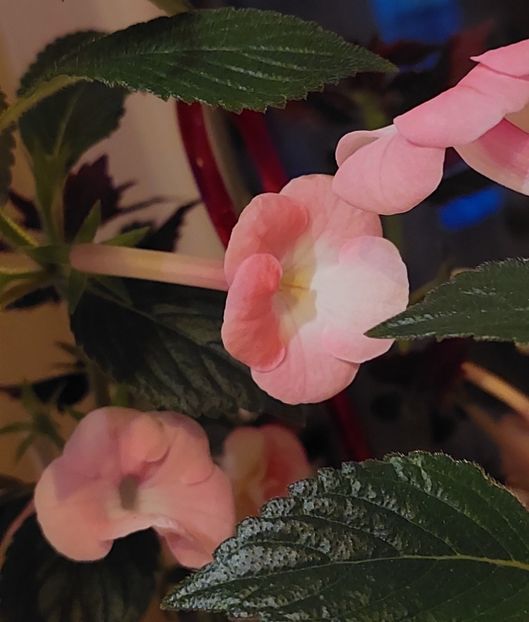  - BRID-S DORNROSCHEN