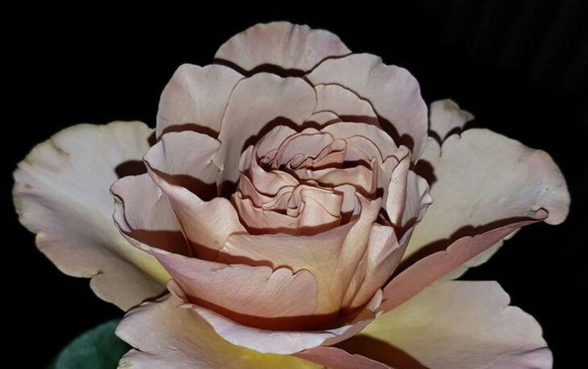 111634890_DNSFPTB-1 - imagini