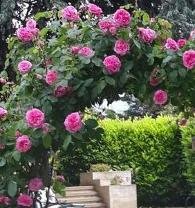 114822072_VTPVYSC3-1 - imagini