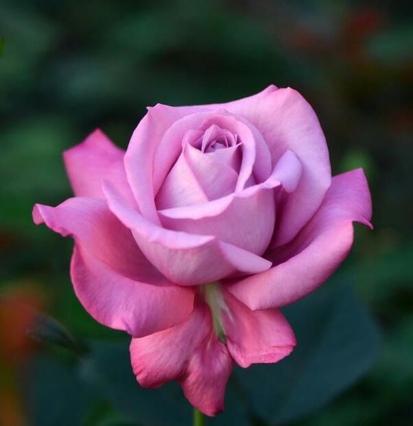 114958833_IPIHEPS3-1 - imagini