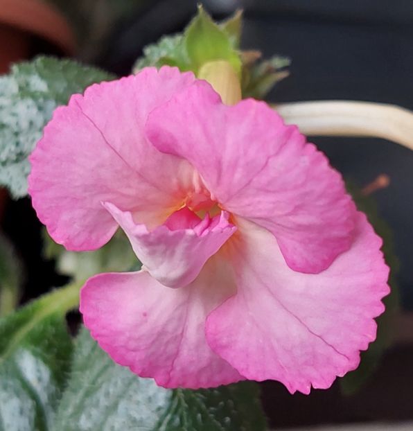 PINK ENGLISH ROSE - AAA RIZOMI ACHIMENES DISPONIBILI -2023