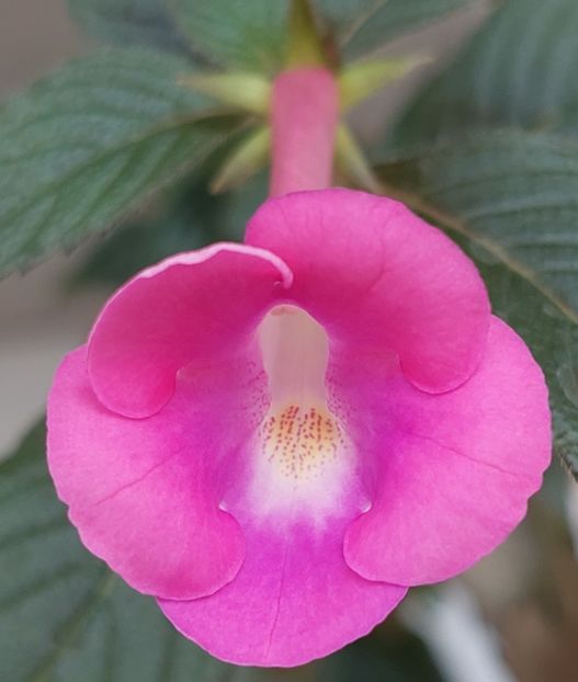 BRID'S FLORETTA - AAA RIZOMI ACHIMENES DISPONIBILI -2023