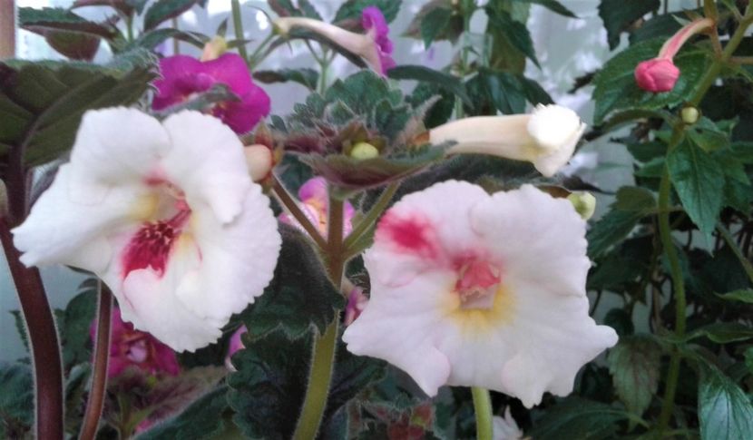  - Foarte multe varietatii inca nu au inflorit