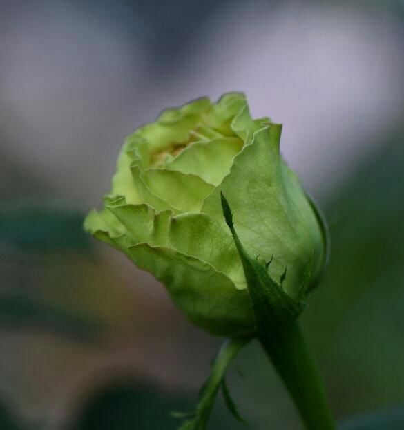 115106829_DFYUENQ-1 - poze