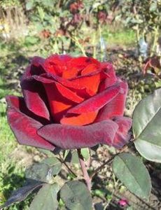 114617539_IBKOCGG3-1 - poze