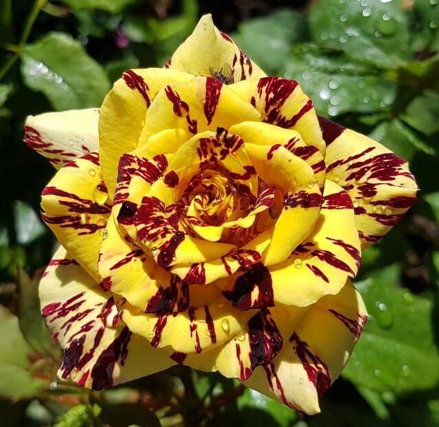 109390994_OKBYMDH3-1 - poze