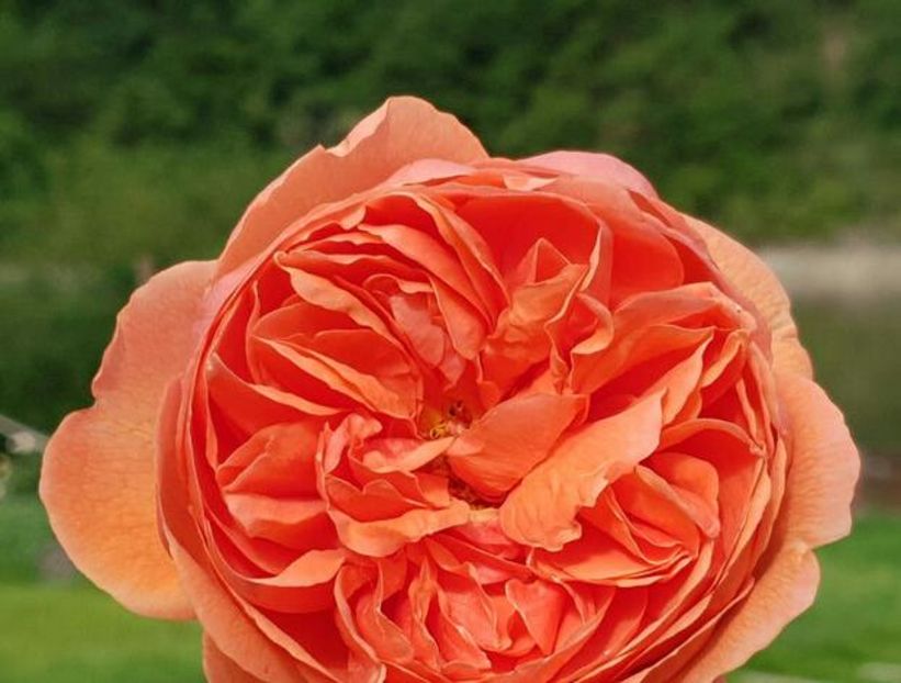 113627957_RMVVHCZ-1 - poze