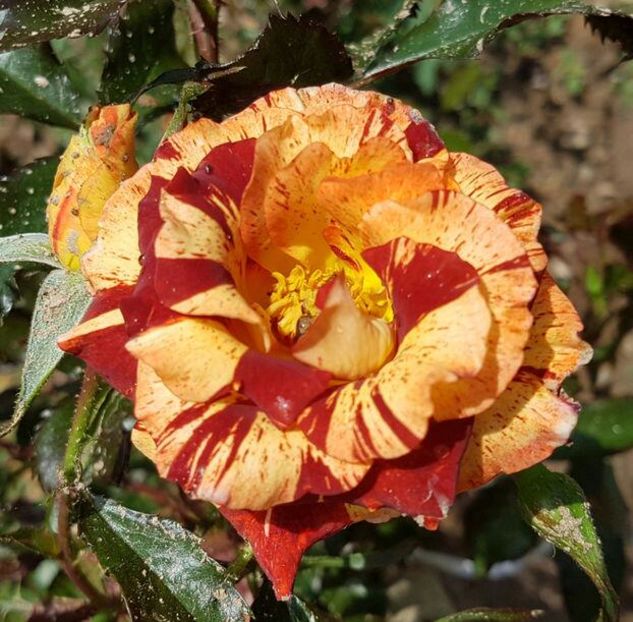 111654380_EIZXDBS-1 - poze