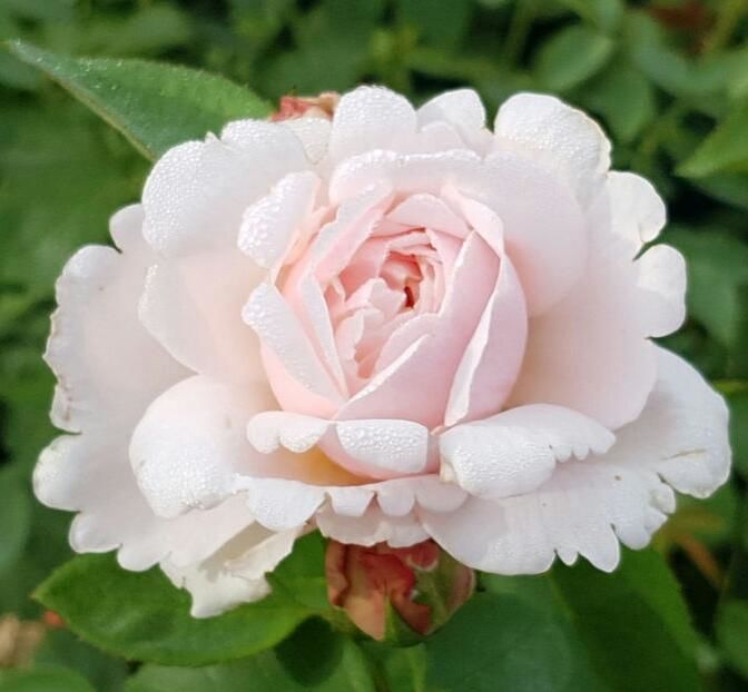 112522635_IBOSCFG3-1 - poze