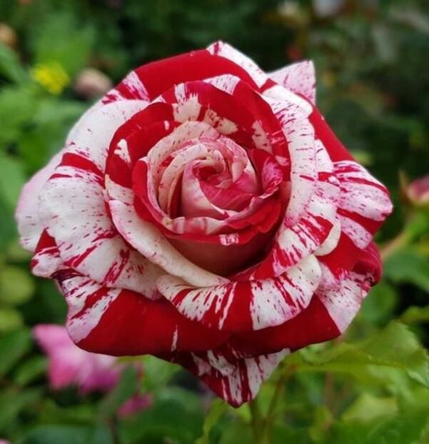 114078980_GFCNWNS-1 - poze