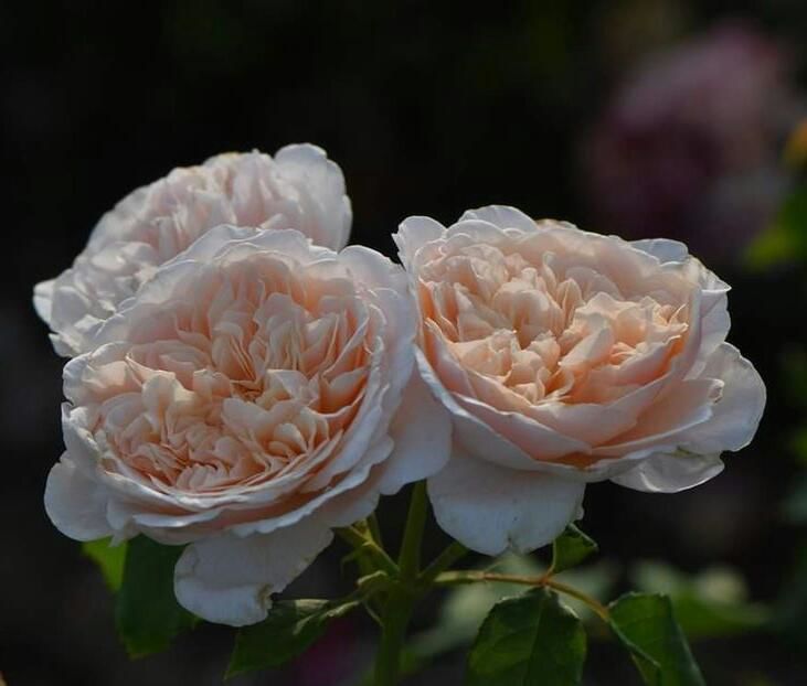 115090962_ZRQUJYH3-1 - poze