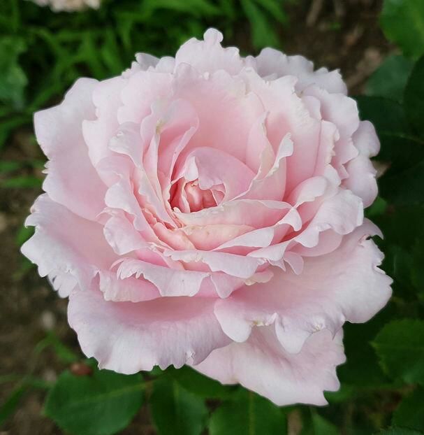 113627955_QPNCIPZ3-1 - poze