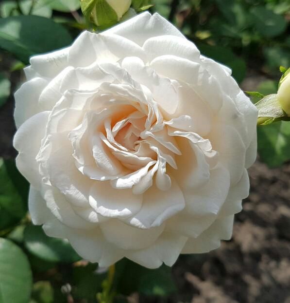 114970695_ZEZFCUH-1 - poze