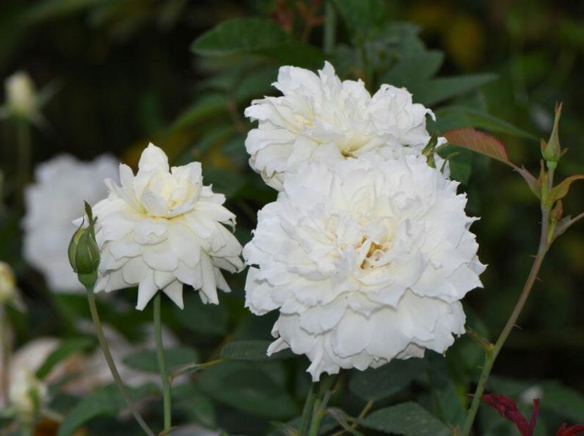 115137669_XPTPAXV-1 - poze