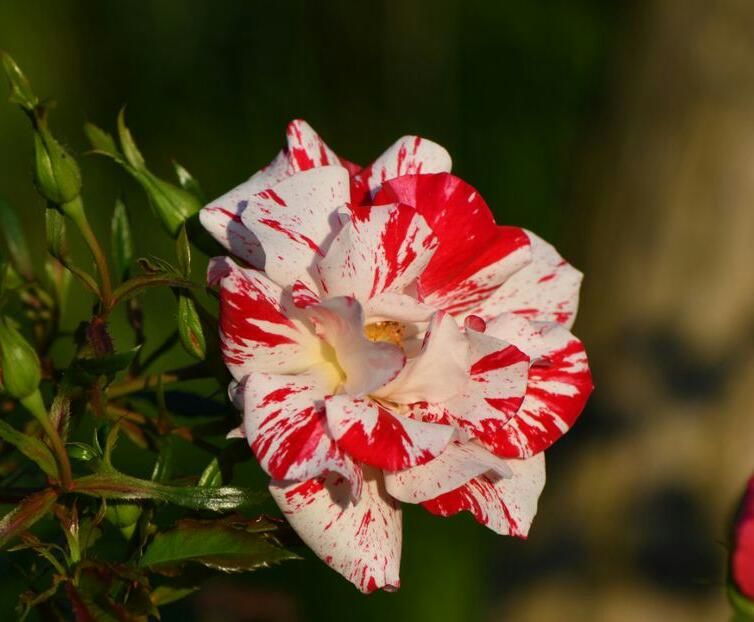 114993478_KHLMBOW3-1-1 - poze