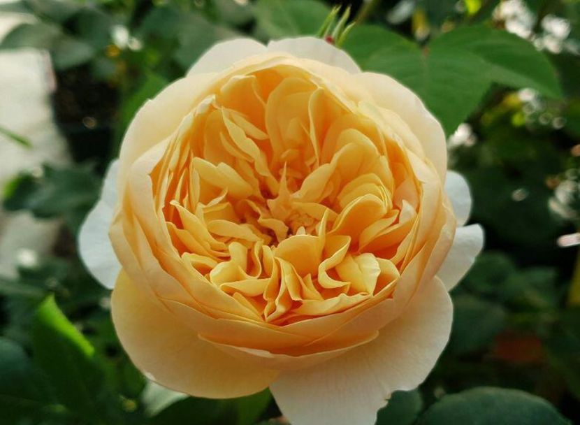 115106834_IUTEMME-1 - poze