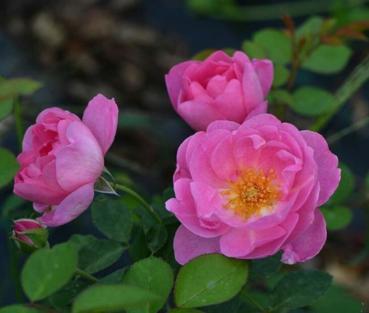 115137668_ZJWRYVD-1 - poze