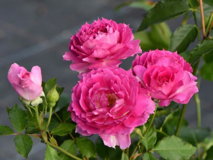 115146108_AKHCABK-1 - poze