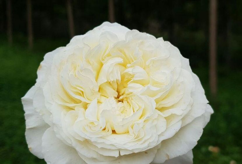 113627950_HSOUOTK3-1 - land