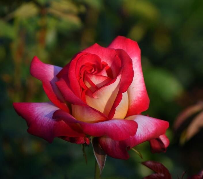 114993477_NGHCFIA-1 - Romania