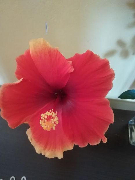 Red Fire - Hibiscuși 2022