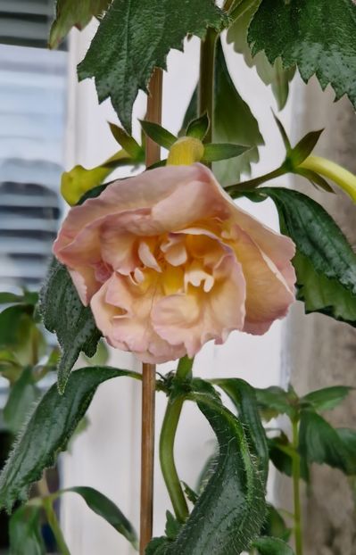  - Yellow English Rose R