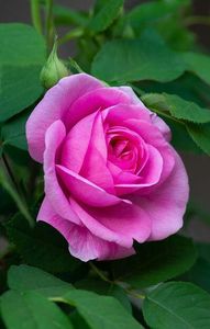 115107037_COPWDWD-1 - Romania