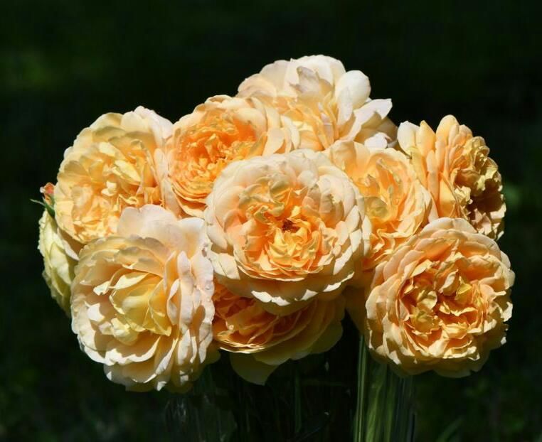 115101686_GMTZNHE3-1 - Romania