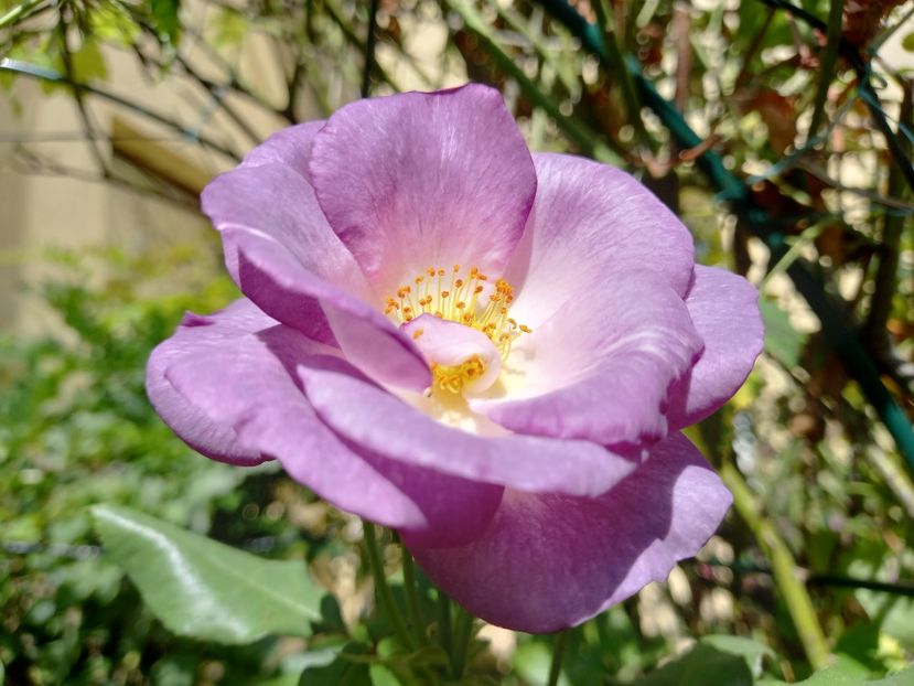 Blue for You - Grădina 2022 continuare 3