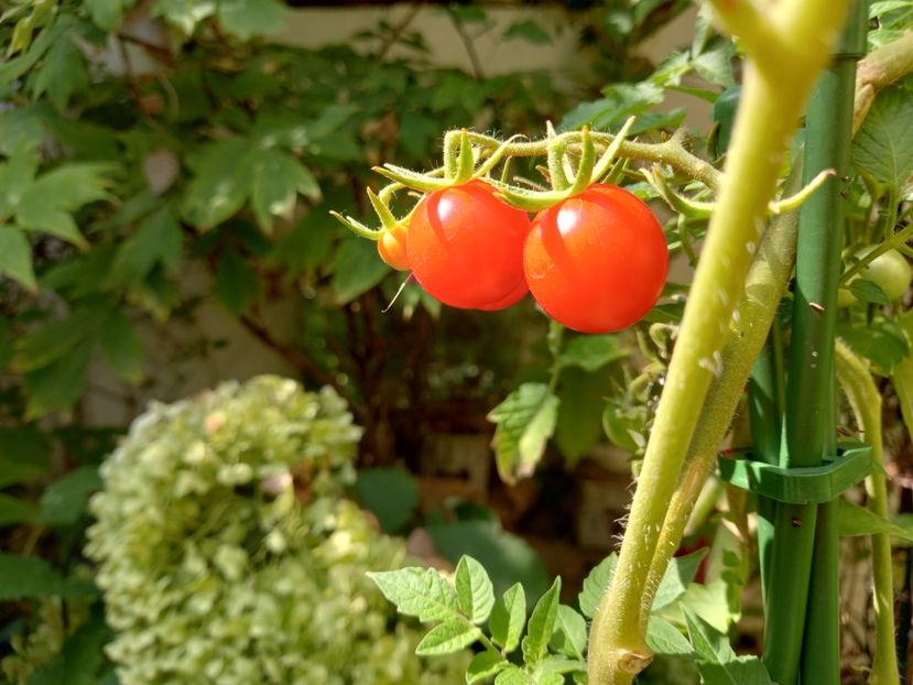  - Grădina 2022 continuare 3