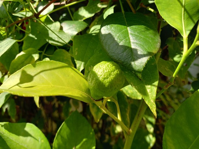 Lămâi - Grădina 2022 continuare 3