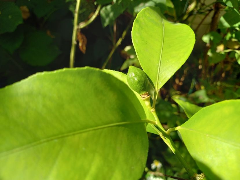 24.08.2022 - Grădina 2022 continuare 3