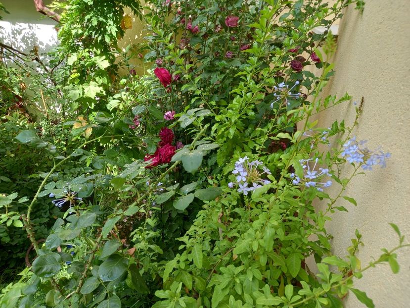  - Grădina 2022 continuare 3