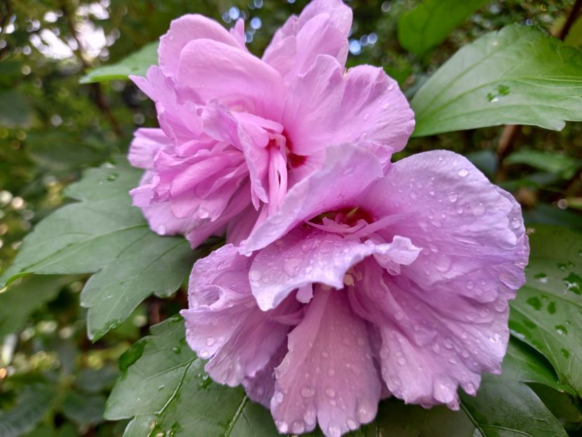  - Grădina 2022 continuare 3