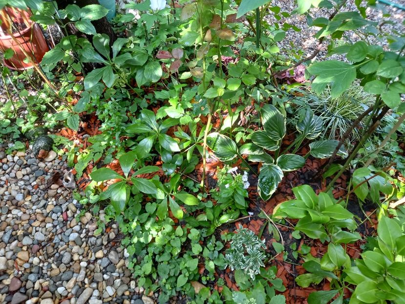  - Grădina 2022 continuare 3