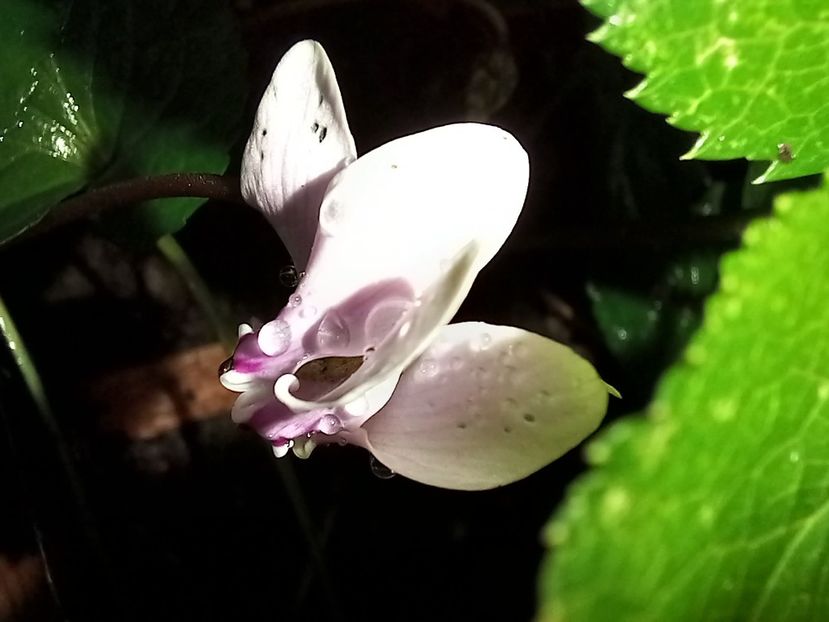 Cyclamen hederifolium 24.08.2022 - Grădina 2022 continuare 3
