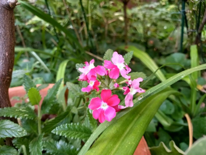 Verbine din semințe - Grădina 2022 continuare 3