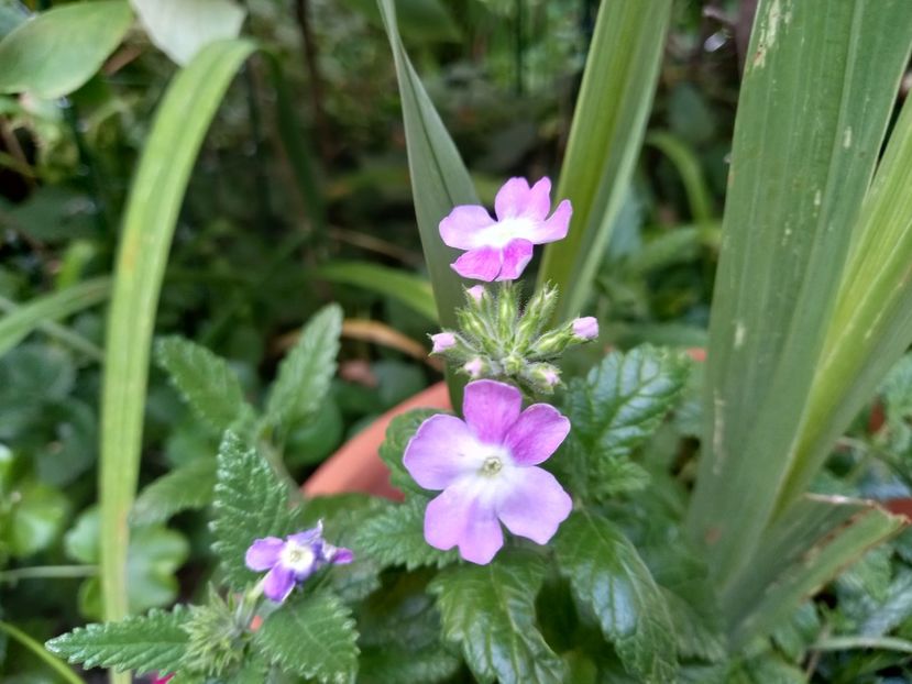 Verbine din semințe - Grădina 2022 continuare 3