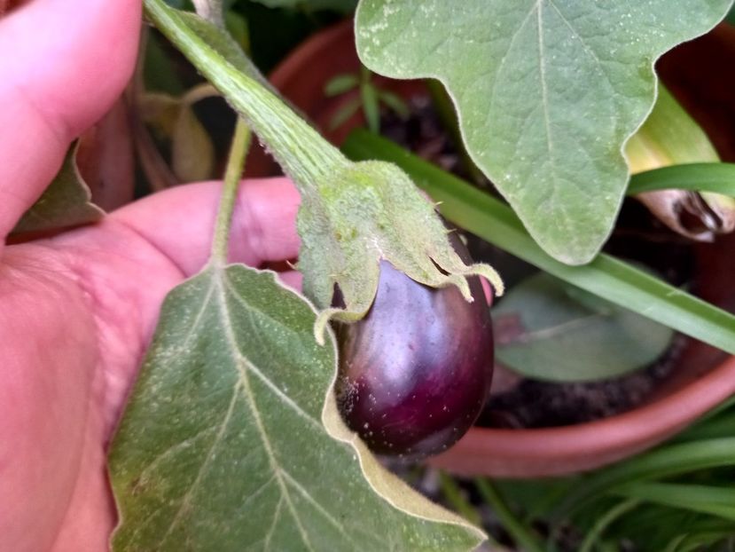  - Grădina 2022 continuare 3