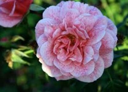 112215083_SRMEAUJ3-1 - peisaje