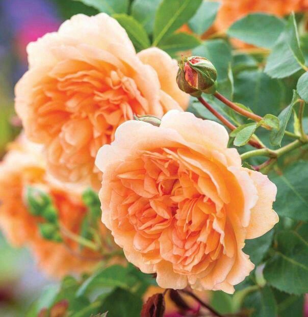 114049372_SRUEDXY-1 - photos