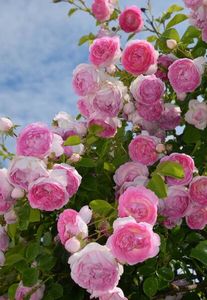 114821033_SXUWTPL-1 - photos