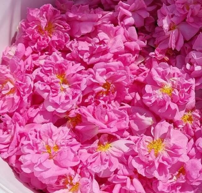 114678863_KQXIDFR3-1 - photos