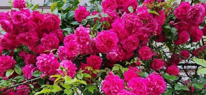 114656459_EOWRTYP3-1 - photos