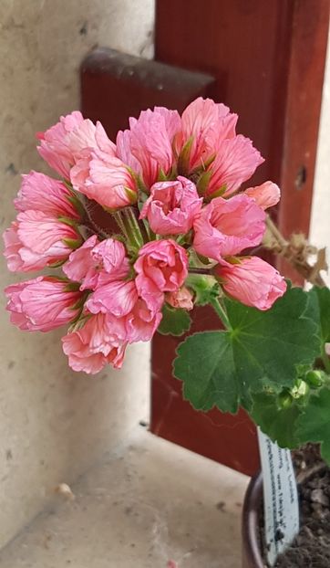  - Marie Louise pierduta 2024