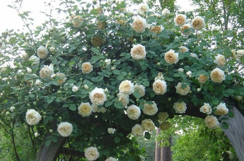 112212993_SYADUMN3-1 - photos