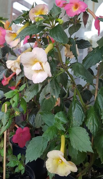  - Yellow English Rose p
