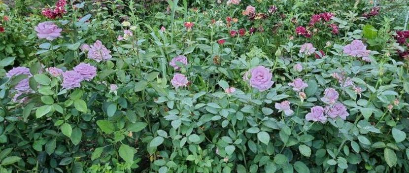 115118408_EFYSJPB-1 - photos